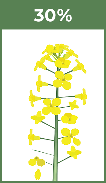 30% Blomstadia
